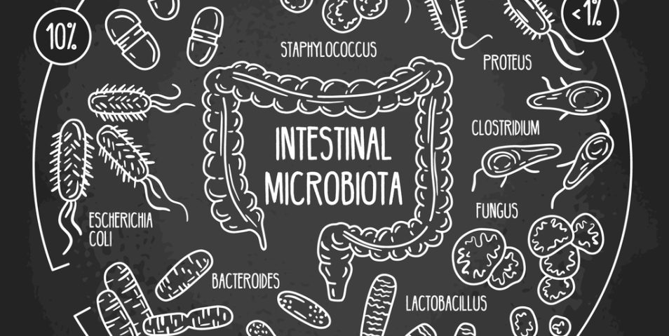 Vector chalk infographics of the human intestinal flora on the blackboard. Normal, opportunistic, pathogenic gut microbiota of the digestive tract. Microorganisms in the colon hand drawn scheme.