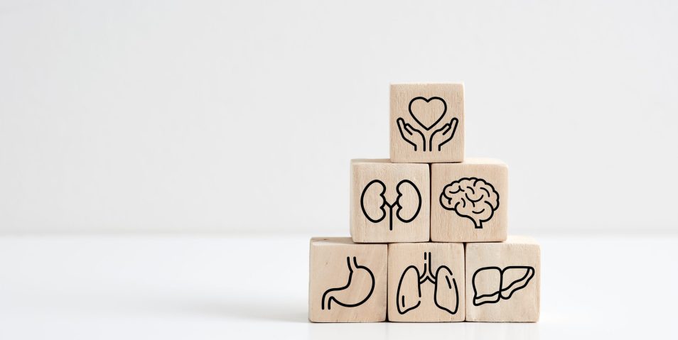 Healthcare and internal organ protection. Health insurance. Protection, treatment and prevention of diseases. Healthcare and internal organ protection. Health insurance. Protection, treatment and prevention of diseases. Wooden cubes with internal organ symbols.